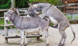 驴配驴视频,一场奇妙的动物爱情故事